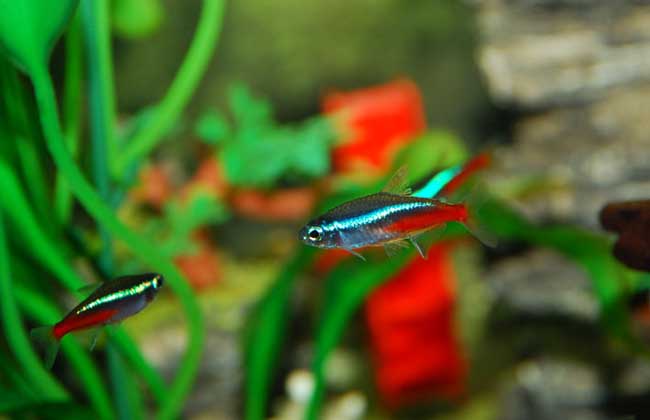 红绿灯鱼吃什么食物?