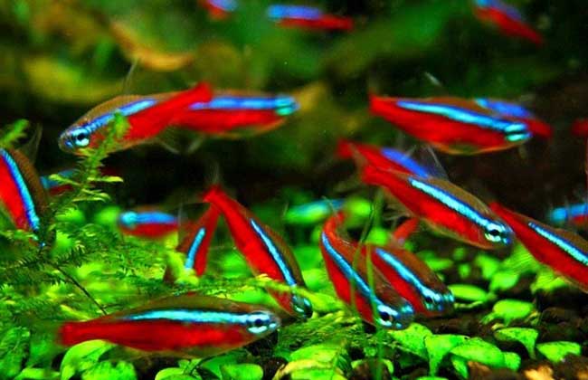 宝莲灯鱼怎么养?
