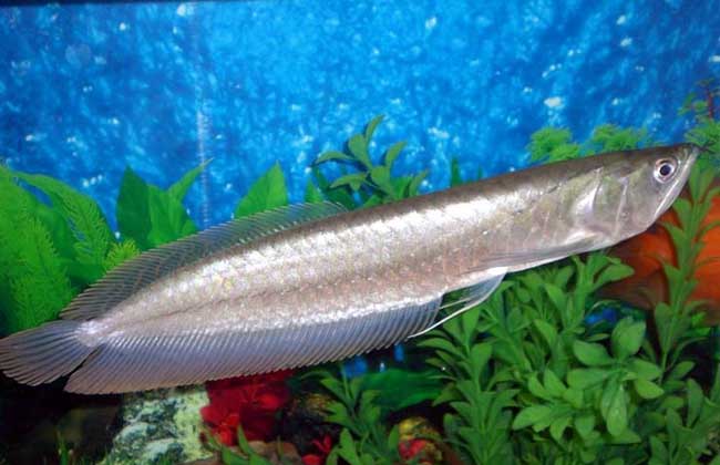 银龙鱼不吃食怎么办,养殖成本