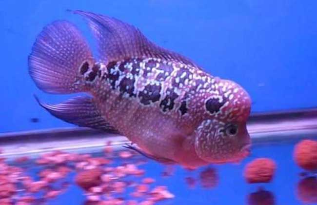 罗汉鱼喜欢吃什么食物