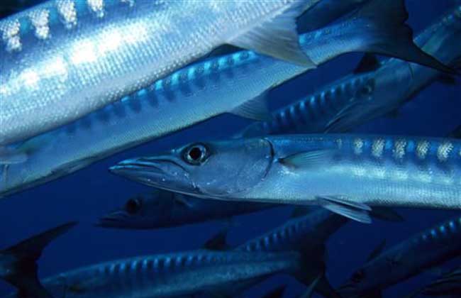 带鱼是深海鱼吗?