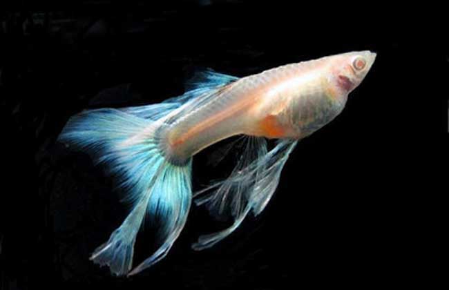 孔雀鱼疾病防治技术，最新价格_种植养殖_土地资源网