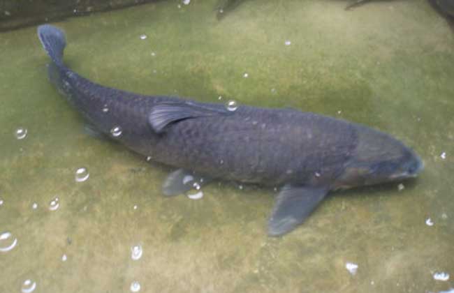 青鱼吃什么食物?