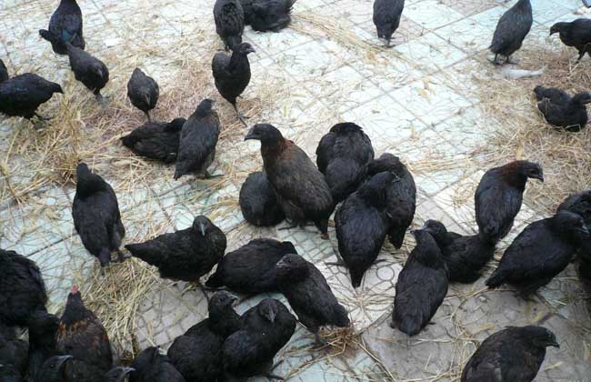 乌骨鸡饲料配方,养殖成本