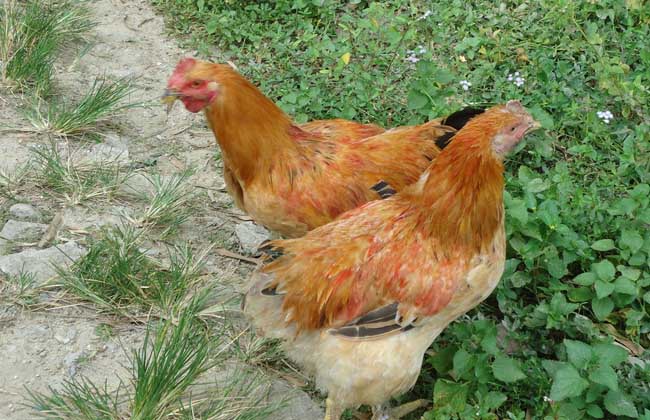 鸡传染性鼻炎治疗方法,养殖成本