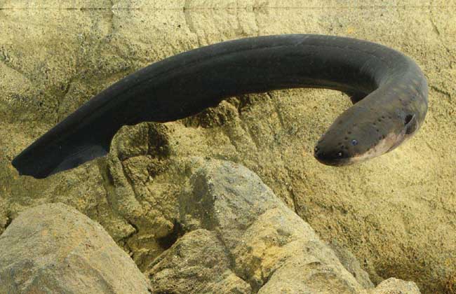 电鳗的天敌是什么动物?