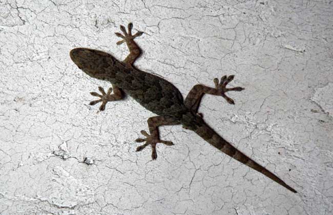 壁虎是益虫还是害虫?