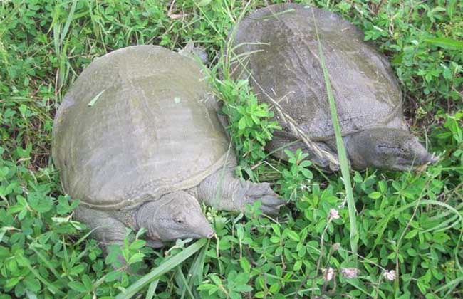 甲鱼怎么养不容易死?