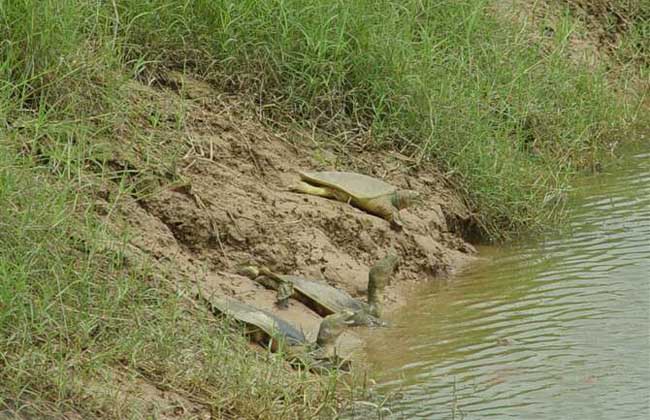 甲鱼怎么养不容易死?