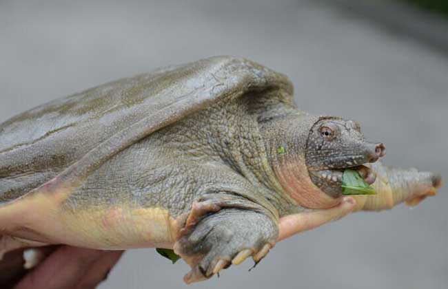 甲鱼怎么养不容易死?