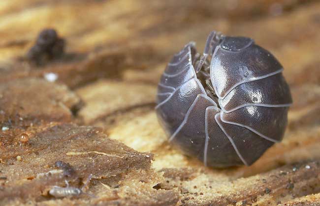 西瓜虫学名鼠妇,别称潮虫子、团子虫、地虱婆等,为潮虫科鼠妇属动物的俗称,全世界有150种以上,多为广布的世界性种,身体大多呈长卵形,我国常见种有鼠妇、光滑鼠妇等,记载最早可见于《本草纲目》虫部,下面我们就一起来看一看西瓜虫是害虫还是益虫吧!