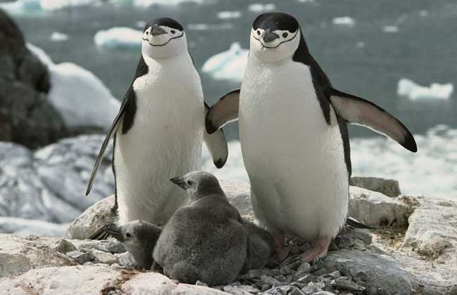 企鹅生活在哪里?