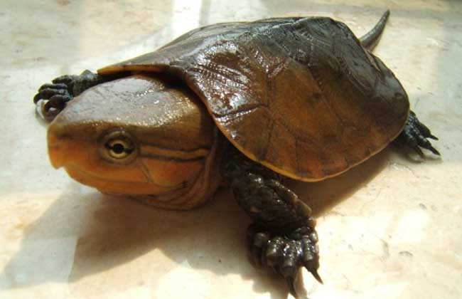 平胸龟的养殖技术