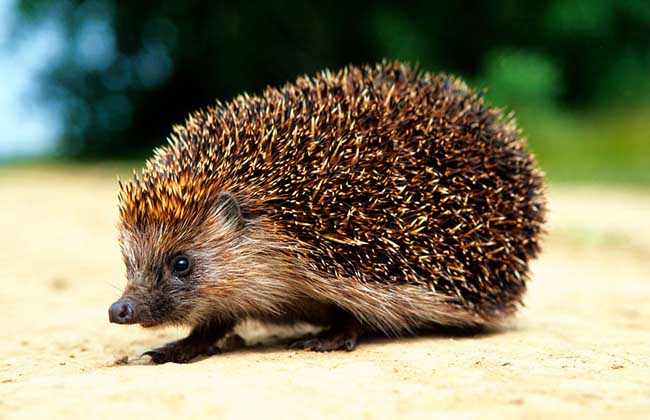 刺猬好不好养殖?