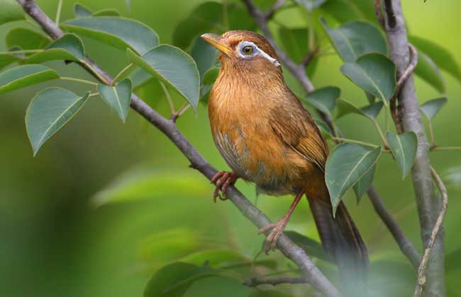 画眉鸟不叫怎么办?