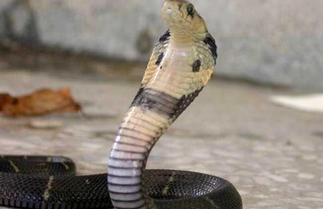 中华眼镜蛇是什么蛇?_种植养殖