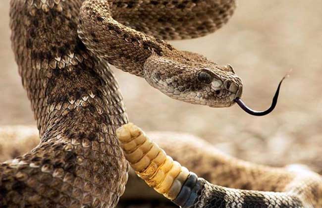 响尾蛇尾巴为什么会响?