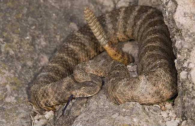 被响尾蛇咬了怎么办?