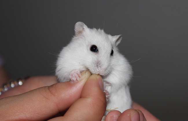 被仓鼠咬了怎么办?