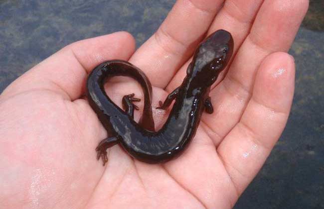 东方蝾螈有毒吗,养殖用什么饲料?