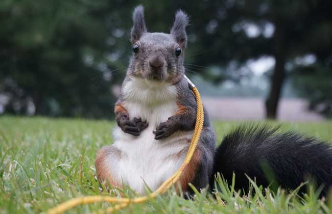 魔王松鼠怎么养，养殖用什么饲料