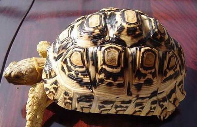 豹龟怎么养才好,养殖前景如何?