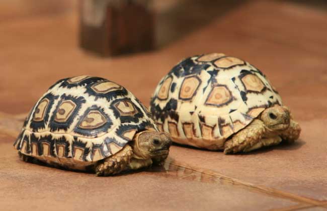 豹龟怎么养才好,养殖前景如何?