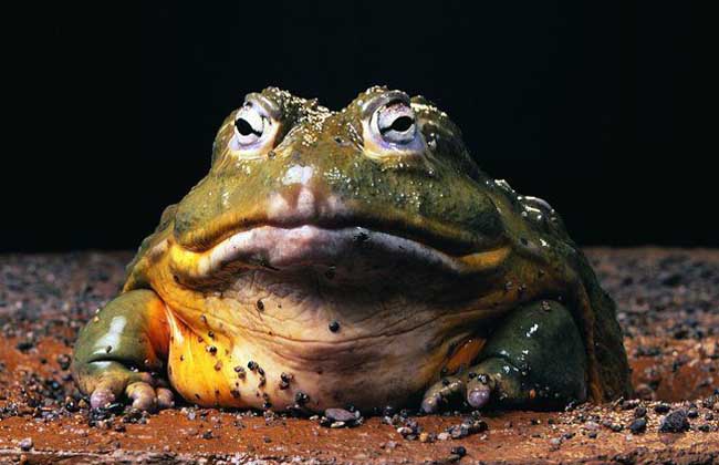 角蛙的生长发育,养殖技术