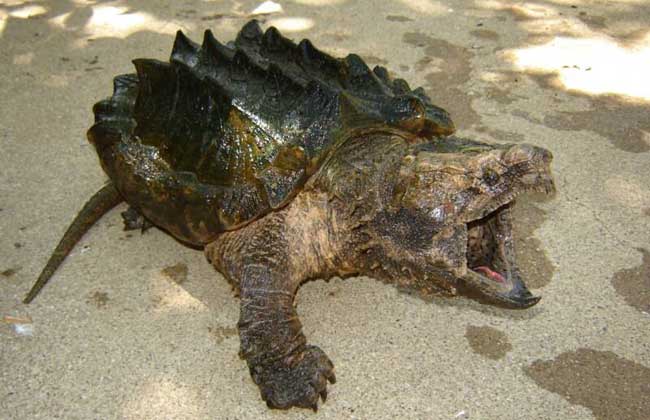 鳄龟的品种有哪些?