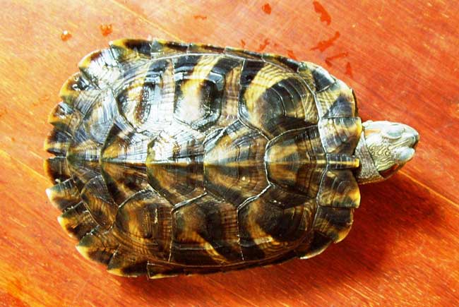 乌龟不吃食怎么办?