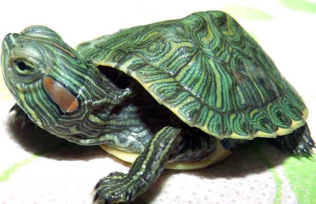 巴西龟冬眠要怎么养?