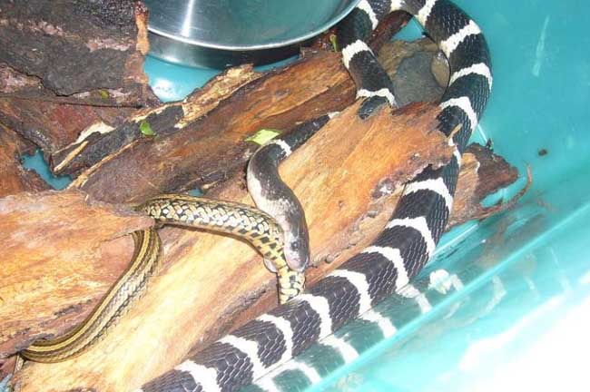 山麓之谜,黑蛇追梦的深层寓意 山麓之谜,黑蛇追梦的深层寓意