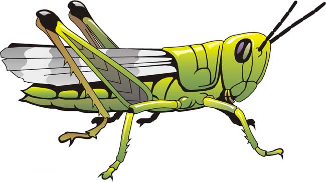 蝗虫的呼吸器官是什么?