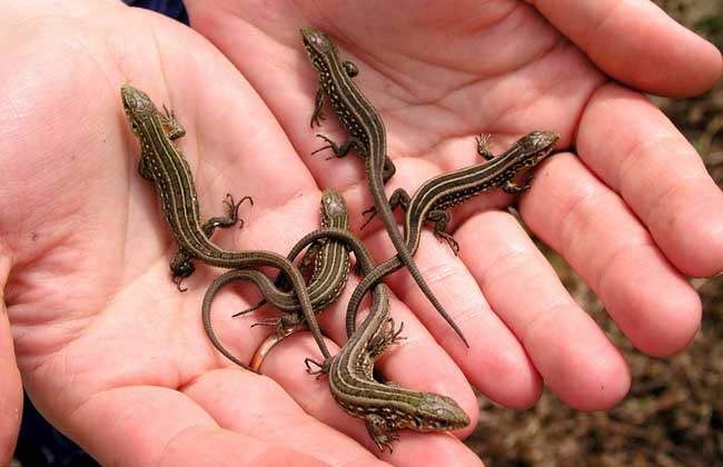 壁虎养殖技术,功效与作用及食用方法