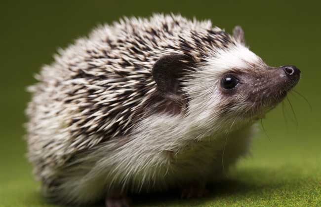 刺猬的养殖技术,养殖成本