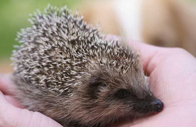 刺猬的养殖技术,养殖成本