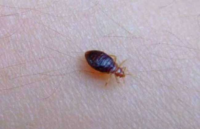 臭虫怕什么东西?