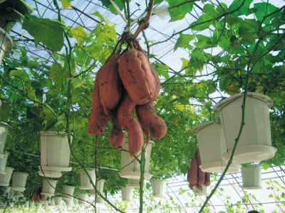 悬空甘薯种植技术