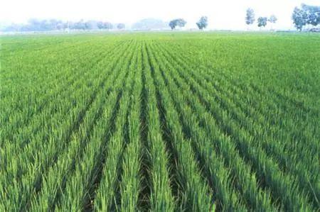 我国独家研发"洁田稻",让稻田杂草不生且不伤秧苗!多地试验成功