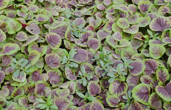 现在可以种苋菜吗 news_151693715477.jpg