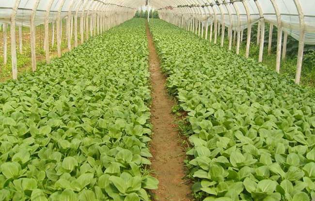 青岛蔬菜批发市场迎来繁荣季节