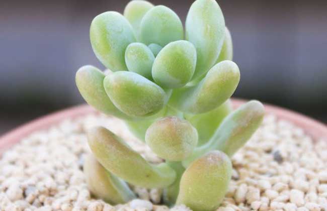 多肉如何生长 news_151693743913.jpg