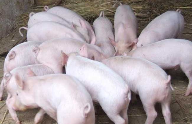 <b>农业农村部：上半年出栏一头肥猪亏98元，猪价不具持续大幅上涨动力</b>