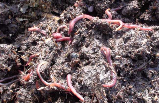 怎么养蚯蚓钓鱼 news_1518069729130.jpg