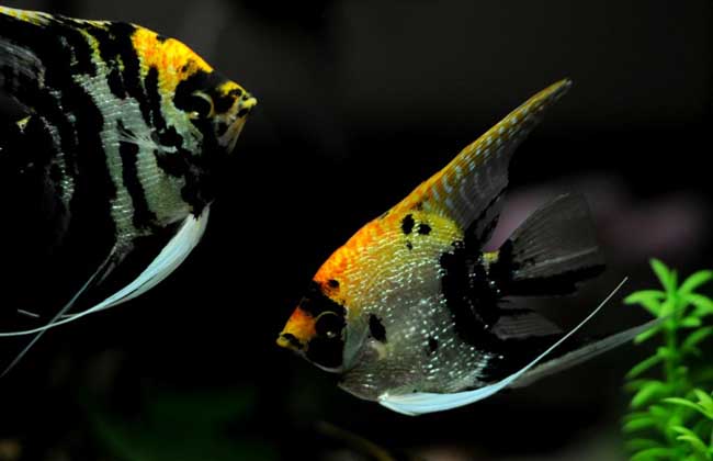 鱼多大才能繁殖 news_1518071039338.jpg